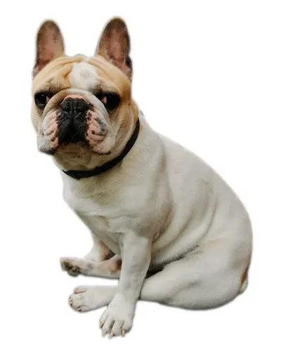 Producent art. dla zwierząt takich jak obroże , szelki, smycze, smycz, obroża, szelki dla psa